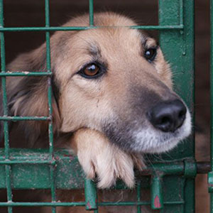 اعتراض به سگ‌ کشی با اسید در کهریزک