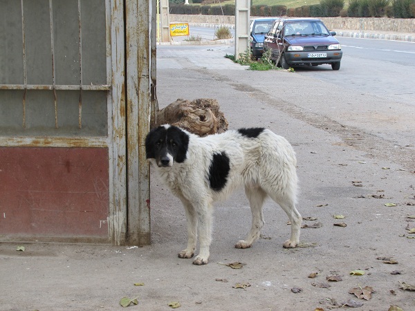 تدوین دستور العمل نگهداری سگهای بدون صاحب با رعایت حقوق حیوانات