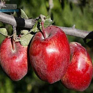 فایده سیب در تقویت ایمنی بدن و کاهش فشارخون
