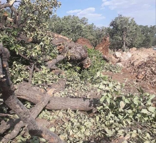 واکنش شورای عالی جنگل به قطع درختان صد ساله بلوط در یاسوج