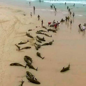 بیش از ۱۳۰ دلفین در یکی از سواحل غرب آفریقا تلف شدند
