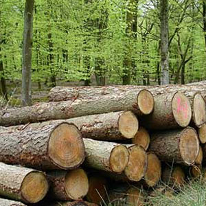 روایتی تلخ از قاچاق چوب در جنگل‌های طارم