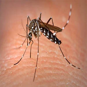 بیماری‌های منتقله از پشه‌های آئدس به‌مراتب خطرناک‌تر از پشه مالاریا است
