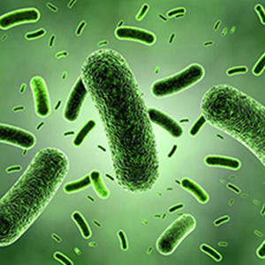 نقش باکتری روده در مقابله با اثرات مضر غذاهای فرآوری‌شده