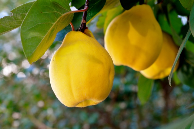 میوه ضدسرطان که موجب کاهش وزن می‌شود