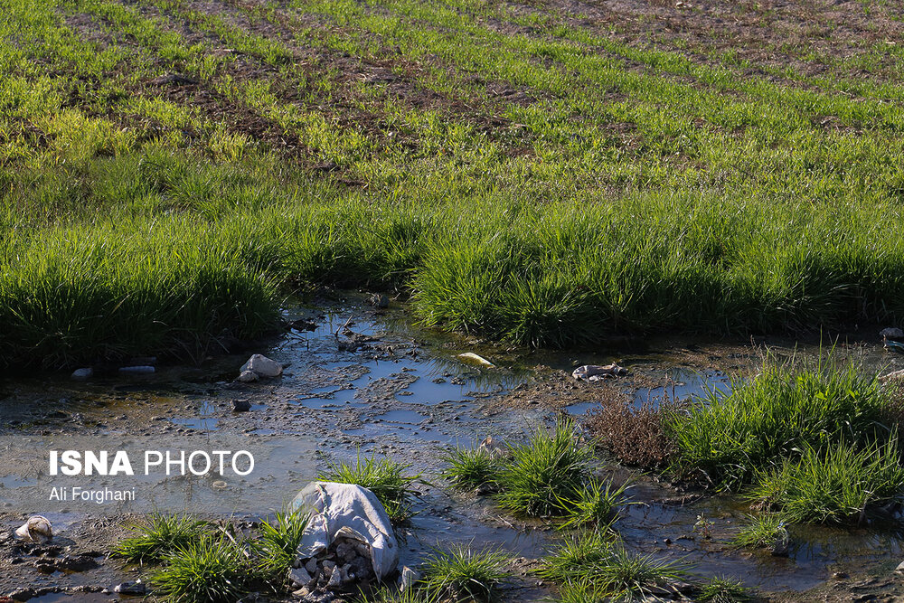 عکس/کشاورزی با فاضلاب در ساوه