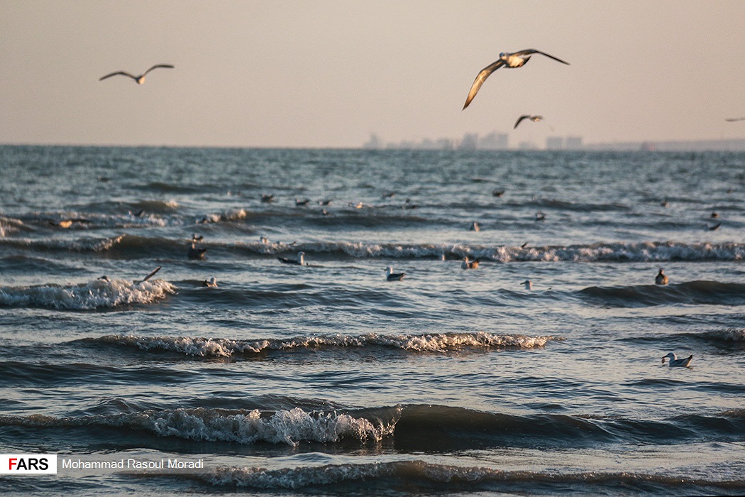 تصاویری زیبا از پرندگان مهاجرِ خلیج فارس