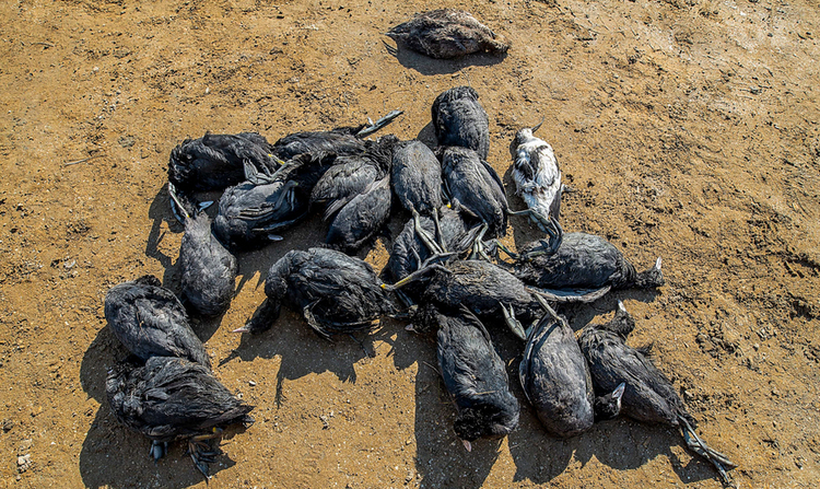 مرگ حدود ۲۰۰۰ پرنده مهاجر در میانکاله مازندران