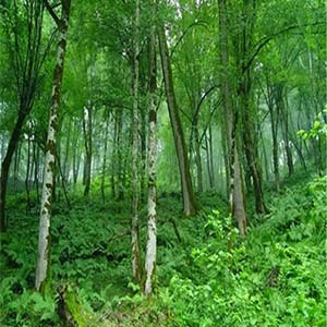 حفاظت از جنگل‌های هیرکانی چشم‌انتظار اعتبار