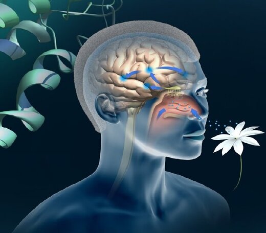 اختلال بویایی با بیماری کرونا ارتباط دارد؟