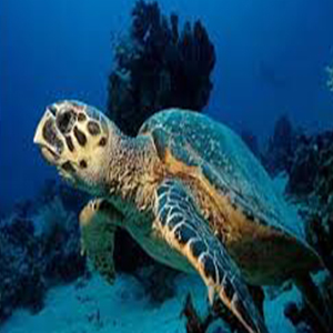 لاک‌پشت‌های دریایی ایران در خطر انقراض