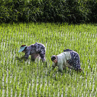 توصیه‌های بهداشتی در فصل کشت برنج جهت پیشگیری از ابتلا به کرونا