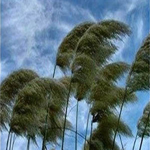 وزش باد شدید در ۱۲ استان