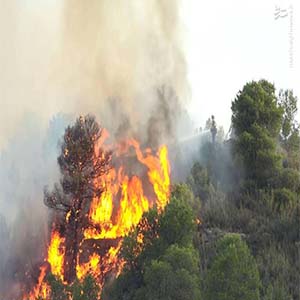 10 نکته درباره وقوع آتش سوزی در جنگل‌ها و راههای پیشگیری از آن