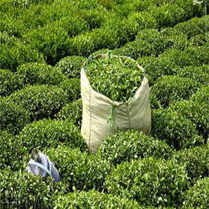 تهدید چای ایرانی با واردات