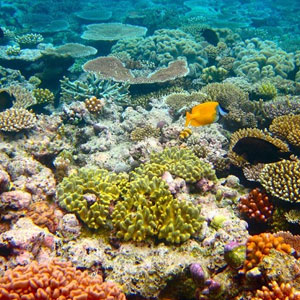 مرگ مرجان‌ها در‌آب‌های اسیدی خلیج‌فارس