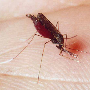 آنچه درباره مالاریا باید بدانیم