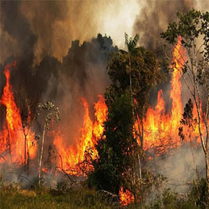 آتش‌سوزی در جنگل‌های پاوه/جان باختن سه نفر از دوستداران محیط‌زیست