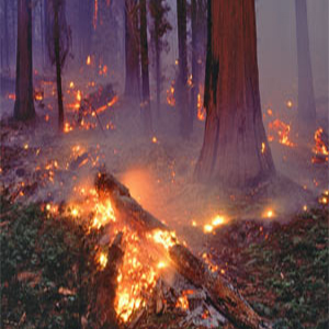 لزوم هوشمندسازی پارک‌های جنگلی برای مقابله با آتش‌سوزی‌ها