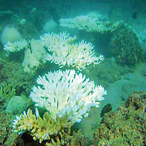 آغاز پروژه نجات‌مرجان‌های خلیج‌فارس