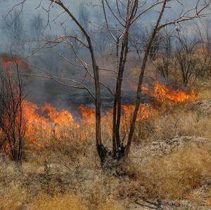 جنگل‌های ایران در محاصره آتش