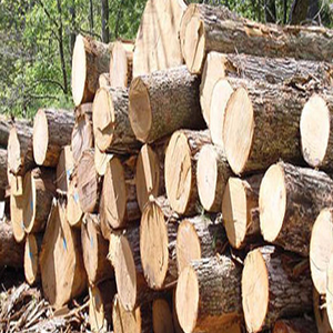 ۱.۵ تن چوب قاچاق در جنوب غرب پایتخت کشف شد