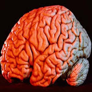 کرونا چگونه سیستم مغز و اعصاب را درگیر می‌کند؟