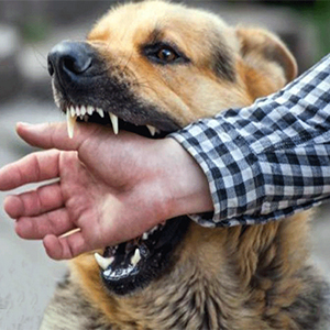 سگ‌ها عامل بیش از ۹۰ درصد موارد انسانی "هاری"