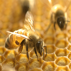 تاثیر زهر زنبور عسل بر سرطان پستان