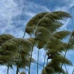 وزش باد شدید در مناطق شرقی کشور / دریای عمان مواج است