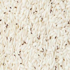شگردهای مهم مقابله با شپشک برنج