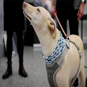 سگ‌های کرونایاب بهتر از آزمایش‌های تخصصی بیماران را شناسایی می‌کنند