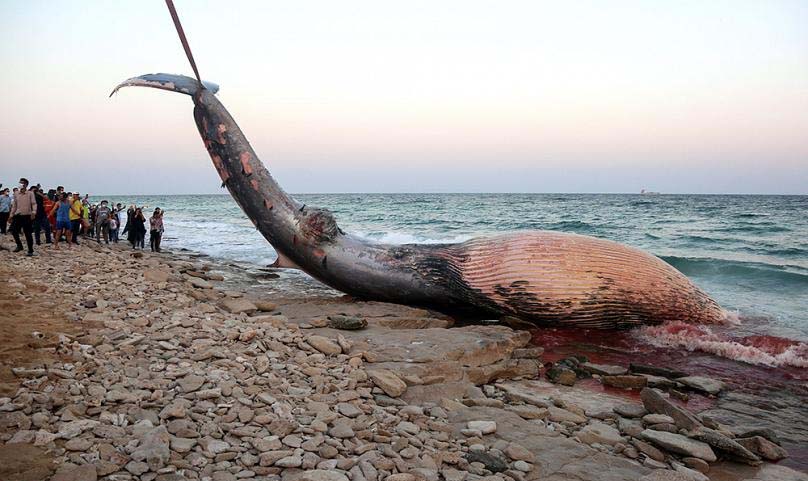 پرونده باز مرگ نهنگ‌ها در سواحل جنوب