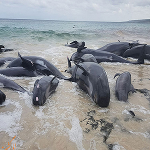واكاوی مرگ پستانداران دریایی تخصصی است
