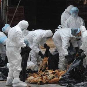 افزایش خطر ابتلا به آنفلوآنزای پرندگان بر اثر تماس با گوشت ماکیان