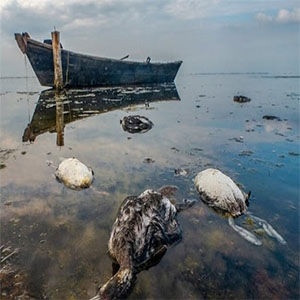 نگران کاهش اکسیژن آبِ خلیج گرگان هستیم/ هشدار نسبت به مرگ‌ومیر آبزیان و پرندگان