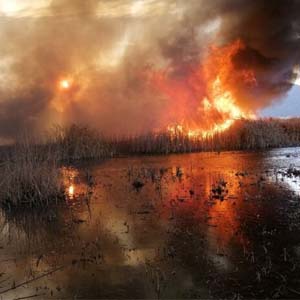 آتش سوزی در تالاب زریوار کردستان