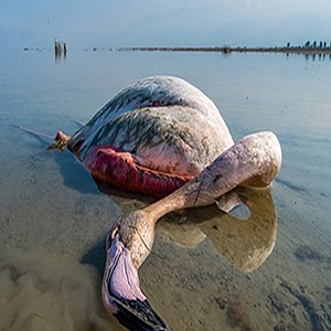 مرگ مشکوک تعدادی از پرندگان مهاجر در خلیج گرگان