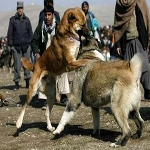 دستگیری لیدر و برگزارکنندگان مسابقه جنگ سگ‌ها در گلوگاه مازندران