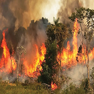 شعله‌های سوزان در جنگل‌های گیلان