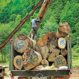 برداشت درختان جنگلی ارزان‌تر شد