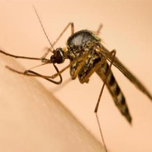 مهار عفونت مالاریا با پادتن‌های مونوکال