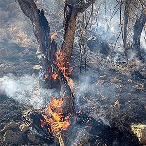 بی توجهی در جنگل ها، آتش سوزی را تشدید می‌کند