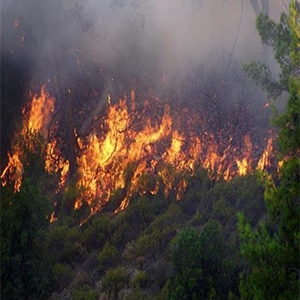 جنگل‌های شهرستان باشت پس از ۳ روز همچنان در آتش می سوزند
