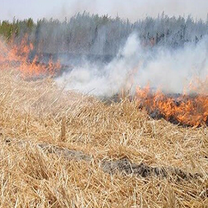 اخذ جریمه میلیونی برای آتش زدن اراضی کشاورزی