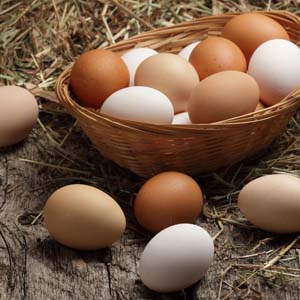 5 نکته در مورد تخم مرغ که خوب است بدانید