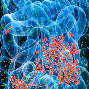 میکروب های روده بر شدت سکته مغزی تاثیر دارد
