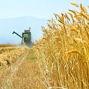 امنیت غذایی و صنعت کشاورزی، ایران را کویر می‌کند