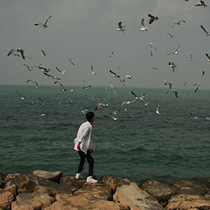 پایش پرندگان مهاجر در جزایر بوشهر