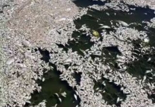 تلف شدن هزاران ماهی در سد ارباطان هریس